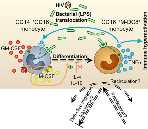 Figure 5. Potential mechanisms underlying the strong increase in CD16++M-DC8+ monocytes that might be a therapeutic target to fight TNFα-mediated chronic inflammation during HIV infection. Chronic immune activation drives the progression of HIV infection and is thought to be one of the prediction parameters of disease outcome. As in Crohn disease, systemic LPS translocation and TNFα overproduction seem to play a major role in this activation. However, the cellular origins of this TNFα overproduction have remained elusive. We demonstrate here that in the blood from viremic patients, CD16++M-DC8+ monocytes are found in higher numbers than in virologically suppressed patients, and that they account for a large part of the TNFα overproduction in response to LPS. The potential mechanisms underlying this increase in proinflammatory CD16++M-DC8+ monocytes may be a defective migration into tissues, a high level of recirculation between organs, a specific proliferation or resistance to apoptosis, or a greater differentiation from another myeloid cell subset. In line with this hypothesis, we show that CD16++M-DC8+ monocytes can arise in vitro from CD14++CD16− classical monocytes in the presence of GM-CSF and M-CSF, and high GM-CSF and TNFα levels, as well as high levels of sCD14, an indicator of LPS translocation, are indeed found in the plasma from viremic patients with high numbers of M-DC8+ monocytes.