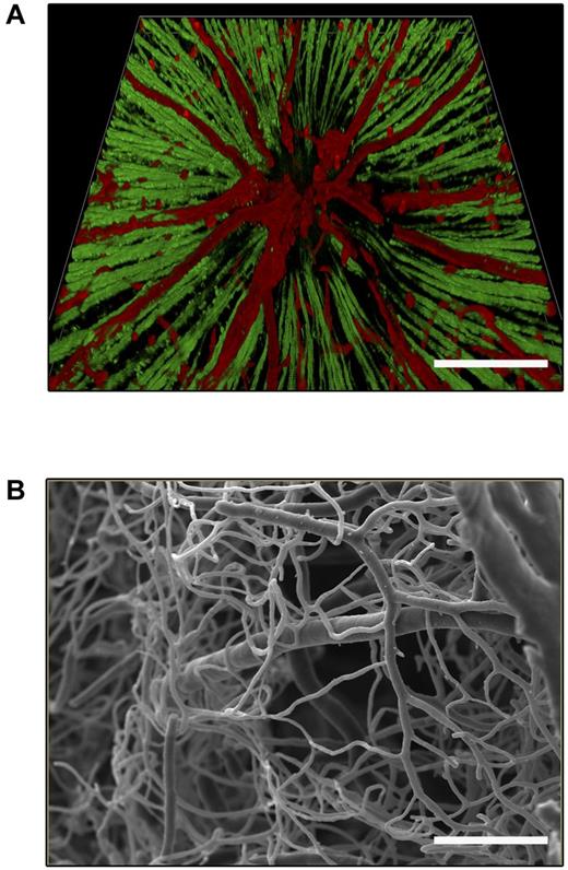 Figure 1. Central neurons and blood vessels are anatomically coupled in the retina. (A) Three-dimensional reconstruction of an adult mouse retinal flatmount. The image depicts the inner retinal vascular plexus (red; stained with isolectin B4) interwoven with retinal ganglion neurons and their axons (green; stained with β-III tubulin). (B) Corrosion cast of mouse retinal vasculature imaged by environmental scanning electron microscopy. The image shows a network of microcapillaries, veins, and arteries and illustrates the complex wiring of retinal vascular beds. Scale bar: (A) 400 μm; (B) 50 μm.