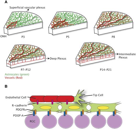 Figure 2. Physiologic retinal vascularization. (A) Schematic representing the approximate time course of retinal vascularization in a C57Bl/6 mouse. The astrocytic template (green) precedes nascent vessels and is fully laid out at birth. The superficial vascular network grows between birth and P8, the deep plexus forms approximately between P7 and P12, whereas the intermediate plexus forms during the third week of life. (B) Model of vascular growth during retinal development. Astrocytes express PDGFR-α and invade the developing retina from the optic nerve head, ahead of the vascular front. They travel on top of PDGF-A–expressing RGCs. Nascent vessels follow the astrocytic template and form R-cadherin junctions with proximal astrocytes.