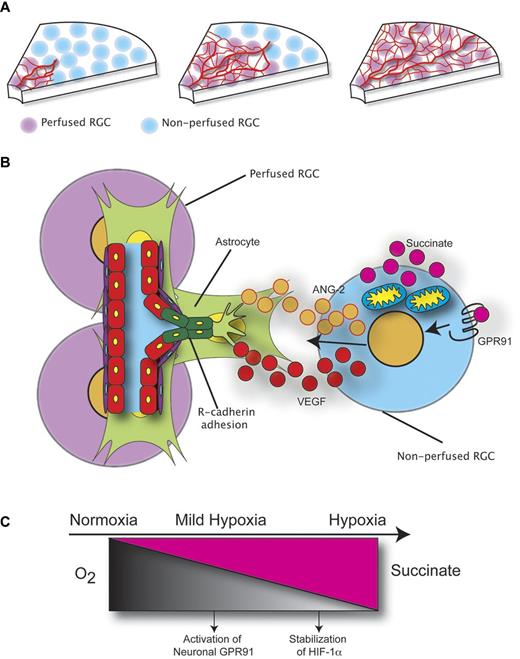 Figure 4. Neuronal influence in retinal vascular development. (A) The superficial retinal vascular plexus forms in a stereotyped manner. As the vascular front advances, it leaves perfused RGCs in its wake. (B) The proposed model for RGC-dependent vascularization stipulates that the mildly hypoxic RGCs ahead of the vascular front accumulate energy metabolites such as sucinnate because of the feedback inhibition of succinate dehydrogenase. The elevated levels of succinate then stimulate its RGC-specific cognate receptor GPR91, resulting in the production of proangiogenic cues such as VEGF and Ang-2. RGCs therefore have the inherent ability to instate local microcirculation. (C) The EC50 for succinate-mediated activation of GPR91 is ∼ 10-fold lower than the Ki required for succinate-induced inhibition of prolyl 4-hydroxylases and consequent HIF-1α stabilization. This suggests that succinate through GPR91 acts as an early and accurate sensor of hypoxic stress.