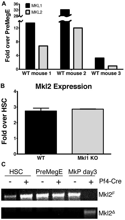 Figure 1. MKL2 gene expression and validation of conditional Mkl2 KO mice. (A) MKL1 and MKL2 mRNA levels were assessed in PreMegE cells from 3 WT mice differentiated in vitro using megakaryocyte differentiation medium. Shown is the fold increase in mRNA over freshly sorted PreMegE of megakaryocytes from 5-day cultured PreMegE cells after normalization to the 18S internal control. All 3 mice show an increase in both MKL1 and MKL2 during megakaryocyte differentiation. (B) Mkl2 expression was assessed in megakaryocytes differentiated in vitro from PreMegE of WT (n = 3) and Mkl1 KO (n = 3) mice. Shown is the fold increase in mRNA over HSC. Error bars represent SEM. (C) PCR of genomic DNA isolated from HSC, PreMegE, and MkP after 3 days of mTPO culture showed specific deletion of the Mkl2 locus in megakaryocytes of Pf4-Cre expressing Mkl2F/F mice. Mkl2F/F mice without Pf4-Cre were negative controls.