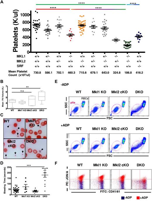 Figure 2. DKO mice have macrothrombocytopenia and dysfunctional platelets. Peripheral blood was taken from mice with the indicated genotypes and (A) platelet counts and (B) platelet volume analyzed. (C) Representative peripheral blood smears stained with Wright Giemsa are consistent with low platelet count and high MPV in DKO mice. Images were taken using an oil-immersion 100× lens. Black arrows indicate platelets. (D) Bleeding times from mice with different genotypes (WT, n = 31; Mkl1 KO, n = 6; Mkl2 cKO, n = 10; DKO, n = 13). (E) Flow cytometry of peripheral blood platelets showing FSC vs SSC in the absence (top) and presence (bottom) of ADP. Note change in shape of platelet gate (circled in red) in response to ADP stimulation. Red blood cells (RBCs) are indicated. (F) Representative data showing total CD41/61 (x-axis) versus the activated JON/A conformation (y-axis) of CD41/CD61 in resting (blue) and ADP treated (red) platelets of 4- to 6-week-old mice. (n.s. indiates not significant; ****P < .0001; ***P < .001; **P < .01). All error bars represent SEM. Data from 4 independent experiments are summarized in Table 1.