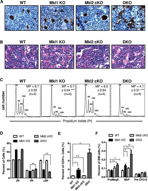 Figure 4. DKO mice have an accumulation of immature megakaryocytes in the BM. Paraffin sections from femurs of 6-week-old mice were stained with (A) anti-VWF antibody or (B) H&E. (C) Representative ploidy histograms for CD41+ bone marrow cells are shown along with the mean ploidy (MP) ± SEM of 4 mice per genotype. (D) Consistent with the decreased mean ploidy, the percentages of megakaryocytes with each ploidy level for n = 4 mice per genotype show that Mkl1 KO and DKO megakaryocytes have a significant increase in 2N megakaryocytes. (E) Flow cytometry confirms the increase in total CD41+ cells in the bone marrow using 4 mice per genotype. (F) Analysis of BM progenitors revealed an increase in the PreMegE and MkP populations in DKO BM (n.s. indicates not significant; **P < .01; *P < .05; all error bars represent SEM).