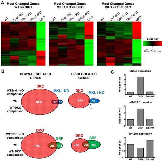 Figure 6. DKO and Srf Pf4-cKO megakaryocytes have distinct gene expression profiles. (A) Heat maps displaying the differential gene expression patterns of megakaryocytes from the indicated genotypes. Red color represents elevated expression while green represents decreased expression compared with the row mean. Genes displayed were selected based on fold changes of 2 or more and FDR adjusted P value < .05 between WT and DKO. (C) Venn diagrams showing genes with fold changes of 2 or more and FDR adjusted P value < .05 for the indicated comparisons. Representative qPCR expression of EGFL7, miR-126, and SPRED1 in megakaryocytes. Values are displayed as log2 fold change over WT.