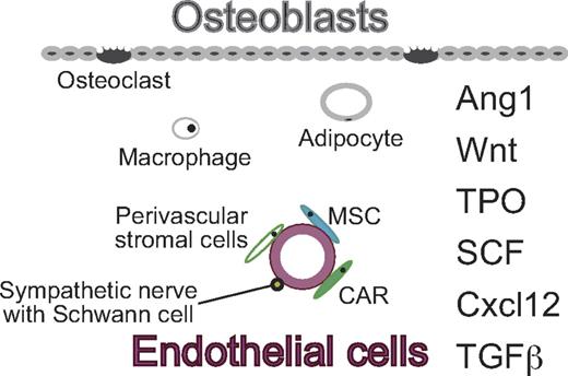 Figure 1. Stem cells in the bone marrow. HSCs are assumed to reside in endosteal and perivascular niches. Osteoblasts mainly constitute the endosteal niche. MSCs, perivascular stromal cells, CAR cells, and sympathetic neurons together with Schwann cells constitute the perivascular niche surrounding endothelial cells. Macrophages and adipocytes may lie between these niches and influence HSC/niche interaction.