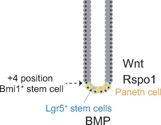 Figure 2. Stem cells in the small intestine. Representative architecture of a crypt in the small intestine. Quiescent stem cells, or label-retaining cells (infrequently cycling stem cells can be labeled with 3H thymidine or BrdU for a long time), reside immediately above the uppermost Paneth cell at the fourth position and express Bmi1. Cycling stem cells, or columnar basal cells, lie between Paneth cells at the bottom of a crypt and express Lgr5.