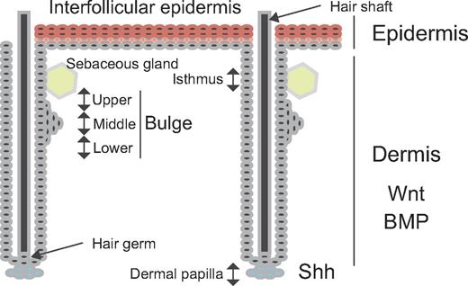 Figure 3. Stem cells in the skin. Stem cells in the basal layer of the interfollicular epidermis replenish the multilayered epithelium (spinous, granular, clear, and cornified layers). The hair follicle composes the cycling (epithelial hair germ cell) and noncycling (bulge, isthmus, infundibulum, and sebaceous gland) portion. The bulge is separated into upper, middle, and lower portions. Hair follicle stem cells in the bulge replenish hair, but also the sebaceous gland and interfollicular epidermis in response to injury.