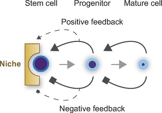 Figure 4. Stem cell number and niche. Stem cell number is regulated by a niche composed of cells, extracellular matrix, and soluble factors, and also by positive and negative feedback loops from progenitors. Autocrine and paracrine loops may also regulate stem cell number.
