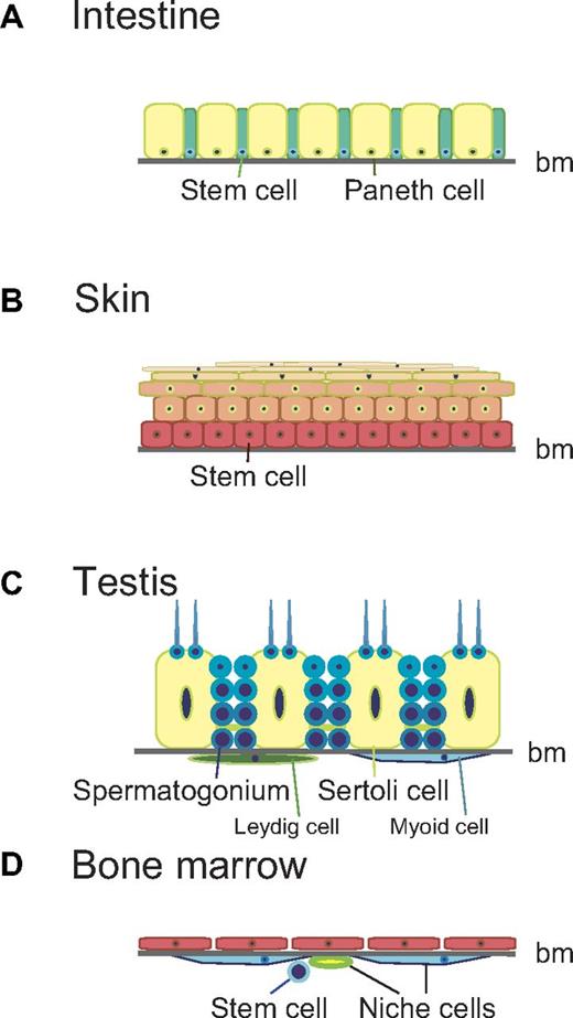 Figure 5. Basement membrane and niches. Specialized and nonspecialized niches are anatomically distinct in relation to the basement membrane (bm). The specialized niche in close proximity to stem cells arrays on the basement membrane in the epithelium. In concept, the specialized niche is composed of particular cell types directly regulating survival and proliferation of stem cells. The nonspecialized niche, composed of numerous cell types widely distributed among connective tissues, directly or indirectly regulates stem cells in a region. (A) ISCs and specialized niche cells, Paneth cells, form a monolayer of the epithelium on the basement membrane. The lamina propria under the basement membrane may function as the nonspecialized niche. (B) IFESCs and specialized niche cells in the basal layer lie on the basement membrane of the epidermis. The dermis may function as a nonspecialized niche. (C) Spermatogonia, lying on the basement membrane, give rise to spermatocytes and spermatids in the seminiferous epithelium of the testis. Sertoli cells most likely serve as specialized niche cells. Leydig cells, myoid cells, and vascular endothelial cells under the basement membrane may serve as a nonspecialized niche. (D) In the bone marrow, the basement membrane is found underneath the vascular endothelium. HSCs do not lie on the basement membrane with endothelial cells. HSCs lie among the nonspecialized niche.