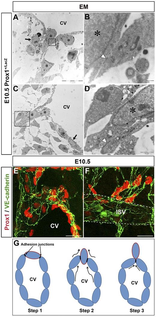 Figure 1. Prox1-expressing LEC progenitors bud from the CV. (A-D) EM analysis of E10.5 Prox1+/LacZ embryos (n = 3 embryos) shows that Prox1-expressing cells (stars) exit the CV via an active budding mechanism. During this process, the budding cells are attached by cell junctions (arrowheads in panels B-D). LacZ negative cells are indicated by black arrows. Panels B and D are high-power magnifications of the black boxed area in panels A and C, respectively. (E-F) As the Prox1-expressing LEC progenitors bud off, they express high levels of the cell adhesion marker VE-cadherin (n = 5 embryos). (G) Diagramatic representation of the budding process of Prox1-expressing LEC progenitors from the CV (the border of LEC progenitors is painted in red). Adhesion junctions between the Prox1-expressing cells ensure the integrity of the cardinal vein during the budding process. CV indicates cardinal vein. Scale bars: 10 μm (A-C), 1 μm (B), 2 μm (D), and 20 μm (E-F).