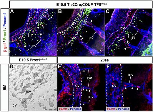 Figure 2. Prox1-expressing LEC progenitors are also found on the ISVs. (A-C) Sagittal sections of E10.5 Tie2Cre;COUP-TFII+/f embryos (n = 3 embryos) showing the presence of Prox1-expressing LEC progenitors in the ISVs (arrowheads), which are labeled by COUP-TFII β-gal reporter staining. (A-C) Shown from anterior to posterior. Short arrows in panel A highlight the Prox1-expressing LEC progenitors that are budding off from the ISVs. Long arrows point to Prox1-expressing LEC progenitors budding off from various points around the CV that appear to alternate with those from the ISVs. (D) EM analysis showing that X-gal–positive Prox1-expressing cells (stars) are intermingled with X-gal–negative venous endothelial cells in the ISVs at E10.5. Higher magnification of the X-gal expressing cells is shown in supplemental Figure 1. (E-F) At the 20ss, Prox1-expressing LEC progenitors are already detected in the CV (white dashed line) and ISVs (arrowheads; n = 4 embryos). Panel F is high-power magnification of panel E. ISV, intersomitic vessels; Scale bars: 100 μm (A-C,E), 20 μm (D), and 50μm (F).