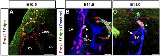 Figure 3. LEC differentiation occurs outside the CV and ISVs. (A) In the anterior region of the embryo, the lymphatic marker podoplanin starts to be expressed in the migrating front of Prox1-expressing LECs (arrowheads) outside the CV at approximately E10.5. The Prox1+podoplanin− cells seen outside the CV are located in the ISVs. (B) Extensive podoplanin expression is only detected after Prox1-expressing LEC progenitors fully exit the CV at around E11.5 (arrowheads). (C) Similarly, Prox1-expressing cells on the ISV are negative for podoplanin (arrow), which is expressed as soon as those cells bud off (arrowhead; n = 5 embryos of each stage). Scale bars: 100 μm (A), 20 μm (B-C).