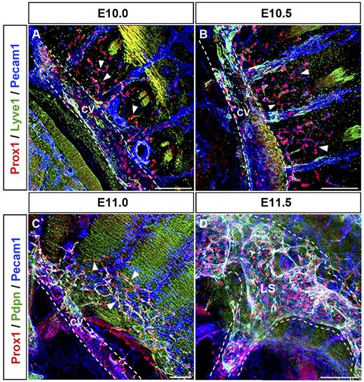 Figure 4. Prox1-expressing LECs migrate as an interconnected group of cells. (A) Sagittal sections along the anterior region of the embryo showing that Prox1-expressing LEC progenitors that bud off from the CV (white dashed line) and ISVs migrate dorsally and longitudinally (arrowheads) into the surrounding mesenchymal tissue starting at approximately E10.0. (B) Prox1-expressing LECs remain interconnected during migration into the surrounding mesenchyme (arrowheads), and Prox1-expressing LECs from the CV and the ISVs eventually merge together at E10.5. (C) Migrating LECs that have been merging together at earlier stages form a capillary-like structure (arrowheads) at approximately E11.0 in the anterior region. (D) Prox1-expressing LECs organize into a lymph sac-like structure (white dashed line) at approximately E11.5 after further sprouting and migration. LS, lymph sac (n = 4 embryos of each stage). Scale bars: 100 μm (A-D).