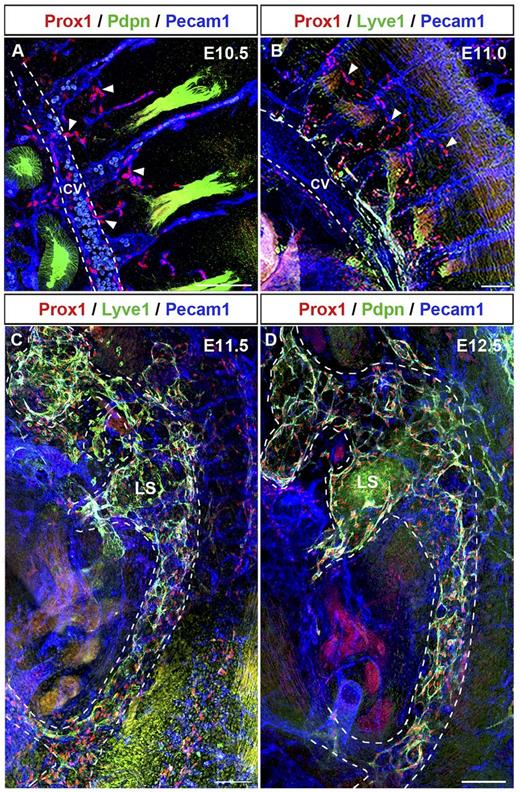 Figure 5. Lymph sacs form between E11.5 and E12.5. (A) Sagittal section of the posterior region of an E10.5 embryo revealed that at this early stage fewer Prox1-expressing LECs budded off from CV and ISVs (arrowheads) in the posterior region of the embryo (compare with anterior region in Figure 4B). These Prox1-expressing LECs are negative for podoplanin (compare with podoplanin expression in the anterior region shown in Figure 3A). (B) At approximately E11.0, migrating LECs form a capillary-like structure (arrowheads) also in the posterior area. (C) Prox1-expressing LECs organize into a lymph sac-like structure (white dashed line) at approximately E11.5. (D) The lymph sac (white dashed line) was obvious at approximately E12.5. All are sagittal sections (100-μm thick). LS, lymph sac (n = 4 embryos of each stage). Scale bars: 100 μm (A-D).