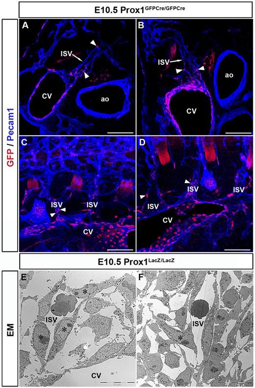 Figure 6. Prox1 is essential for LEC progenitors to leave the CV. Transverse sections (A-B) and sagittal sections (C-D) from E10.5 Prox1GFPCre/GFPCre embryos (Prox1 null) showing that GFP-positive cells outside the CV are all located in the ISVs (arrowheads) and not in the surrounding mesenchyme (n = 3 embryos). (E-F) EM analysis showing that X-gal+ cells (stars) are colocalized with the venous ECs in the ISV outside the CV in E10.5 Prox1LacZ/LacZ embryos. Scale bars: 100 μm (A-D), 10 μm (E-F).