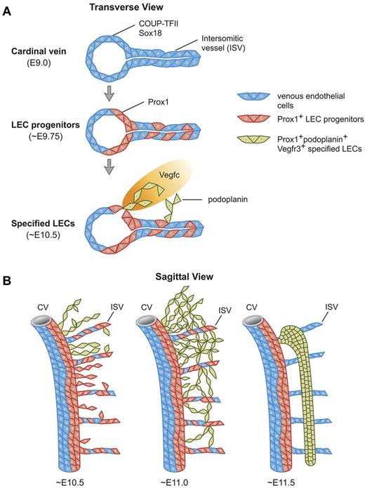 Figure 7. Stepwise development of the mammalian lymph sacs. (A) Diagramatic representation of a transverse view of the CV of a mouse embryo showing that at ∼ E9.0, COUP-TFII, and Sox18 are expressed in VECs in the CV and ISVs. Sox18 and COUP-TFII expression induce Prox1 expression at ∼ E9.75 in a subset of competent VECs both in the CV and ISVs. These Prox1-expressing cells become LEC progenitors. Around E10.5 and as these LEC progenitors bud off from the CV and ISVs under the influence of mesenchymal Vegfc signals, they start to express podoplanin. Once LEC progenitors exit the CV and start expressing podoplanin, the LEC fate becomes specified. (B) Temporal representation of this process on sagittal sections. At E10.5 the number of LEC progenitors that budded off from the CV and ISVs is more abundant in the anterior region of the embryo and Prox1-expressing LECs in the migrating front start to express podoplanin around this stage. Around E11.0, all Prox1-expressing LEC progenitors outside of the CV and ISVs express podoplanin. As LECs bud off from the CV dorsally and from the ISVs longitudinally, they merge together in the mesenchymal tissue to form a capillary-like structure at E11.0 that is more obvious in the anterior region of the embryo. At around E11.5, these specified podoplanin-expressing LECs organize into a lymph sac-like structure.