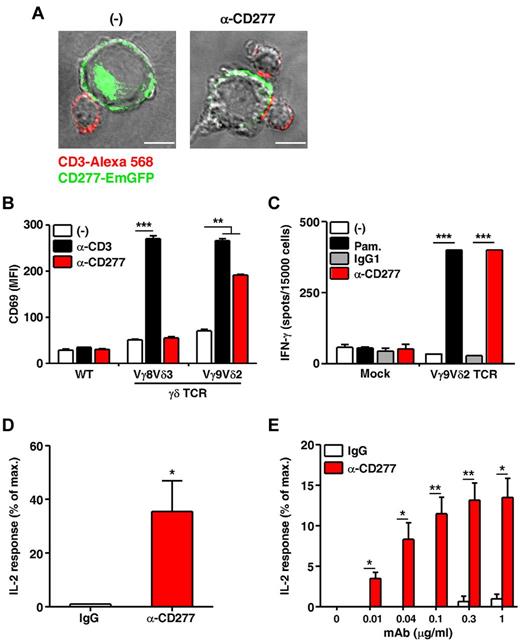 Figure 3. Vγ9Vδ2 TCR implication in anti-CD277 mAb-induced activation. (A) Confocal microscopy. CD3ε (red) and CD277 (green) distribution in conjugates of Vγ9Vδ2 T cells (line AL) and HEK293 cells expressing EmGFP tagged-CD277 molecules. HEK293 cells were pretreated for 2 hours with anti-CD277 mAb (20.1; 10 μg/mL) and washed before coculture with Vγ9Vδ2 T cells. Composite pictures showing overlays of both colors and bright-field pictures. Confocal images of representative γδ T-cell–HEK293 conjugates are shown. Bars represent 10 μm. (−) indicates untreated cells. One experiment representative of 3 is shown. (B) Surface expression of CD69 on human Jurkat T-cell γδ TCR transductants (human Vγ8Vδ3 or Vγ9Vδ2 TCRs) after incubation for 4 hours with either anti-CD3 (OKT3; 10 μg/mL) or anti-CD277 (20.1; 10 μg/mL) mAbs. WT indicates wild-type Jurkat cells with no TCR expression. The values for the MFI of stained cells are represented in the graph. **P < .005 (Student t test). ***P < .0005 (Student t test). Data are representative of 3 independent experiments. (C) IFN-γ response in PBL-derived human αβ T cells expressing a human Vγ9Vδ2 TCR after incubation with NBP (pamidronate)- or anti-CD277 (20.1; 10 μg/mL) mAb-treated Daudi cells. Production of IFN-γ was determined via ELIspot analysis. Data are mean ± SEM. **P < .005 (2-way ANOVA). ***P < .0005 (2-way ANOVA). Comparable results were obtained in 3 independent experiments. (D-E) IL-2 release by murine T-cell hybridomas, transduced for the expression of a human Vγ9Vδ2 TCR, after coculture with human Raji cells in the presence of anti-CD277 mAb (20.1). (D) IL-2 release by mouse γδTCR58C-CD28+ hydridoma cells. IgG indicates isotype control. Data are representative of 4 independent experiments. *P < .05 (paired Student t test and Mann-Whitney test). (E) IL-2 release by γδTCR53/4-CD28+ (αβ TCR− variant) rat/mouse T-cell hybridoma in the presence of Raji cells pretreated with grading doses of anti-CD277 mAb (20.1). Data are mean ± SEM and are representative of 3 independent experiments. *P < .05 (paired Student t test). **P < .005 (paired Student t test). IL-2 production in both panels is presented relative to those of cells cocultured with Raji cells in the absence of antibody with (100%) or without 3mM sec-butylamine (0%).