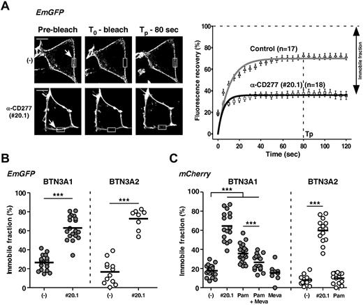 Figure 7. Vγ9Vδ2 T-cell activation correlates with decreased mobility of BTN3A1 induced by agonist anti-CD277 mAb and NBP. (A) Left: Confocal images of HEK293 cells expressing EmGFP-BTN3A1 molecules after incubation for 30 minutes with anti-CD277 mAb (#20.1; 10 μg/mL), shown before (Pre-bleach), immediately after (T0-bleach), and 80 seconds (Tp-80 seconds) after photobleaching of regions of interest (indicated rectangular areas). Scale bars represent 6 μm. (−) indicates no treatment. Right: Mean FRAP and fit curves in EmGFP-BTN3A1-expressing HEK293 cells (n = 18), after treatment with anti-CD277 mAb (#20.1; 10 μg/mL). Control indicates no treatment (n = 17). The symbols correspond to the mean ± SEM of FRAP collected every 5 seconds. The curves were fitted by 1-phase exponential equations. The average fluorescence before photobleaching was counted as 100% (dashed line). Immobile fractions are indicated for each condition. (B) FRAP analysis of HEK293 cells expressing EmGFP-BTN3A1 or EmGFP-BTN3A2 molecules after incubation for 30 minutes with anti-CD277 mAbs (#20.1; 10 μg/mL). Data are presented as the value for the percentage of immobile fraction, measured as described under “Microscopy.” Control indicates no treatment. BTN3A1: (−), n = 21; 20.1, n = 13; BTN3A2: (−), n = 12; 20.1, n = 8. Bars represent mean values. (C) FRAP analysis of HEK293 cells expressing mCherry-BTN3A1 or mCherry-BTN3A2 molecules after either incubation for 30 minutes with anti-CD277 mAb (#20.1; 10 μg/mL), incubation overnight with NBP (Pam; pamidronate; 250μM) or statin (mevastatin, 50μM) only, or treatment with statin for 6 hours before incubation overnight with both statin and NBP (Pam + Meva). Data are presented as the value for the percentage of immobile fraction. Control indicates no treatment. BTN3A1: (−), n = 21; 20.1, n = 16; Pam, n = 28; Pam + Meva, n = 18; Meva, n = 8. BTN3A2: (−), n = 12; 20.1, n = 14; Pam, n = 14. Bars represent mean values. (B-C) ***P < .005 (Student t test).