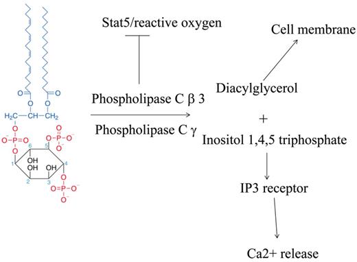 Both phospholipase Cβ3 and phospholipase Cγ have similar enzymatic activities in cleavage of PIP2 into diacylglycerol and Ins (1,2,4) triphosphate. Diacylglycerol activates canonical protein kinase C, while Ins (1,2,4) triphosphate binds to its receptor IP3R, resulting in calcium release. Loss of phospholipase Cβ3 results in activation of stat5 and possibly reactive oxygen in the face of unopposed phospholipase Cγ, resulting in proliferation and increased vascular permeability. Structure of PIP2 from Wikipedia.10