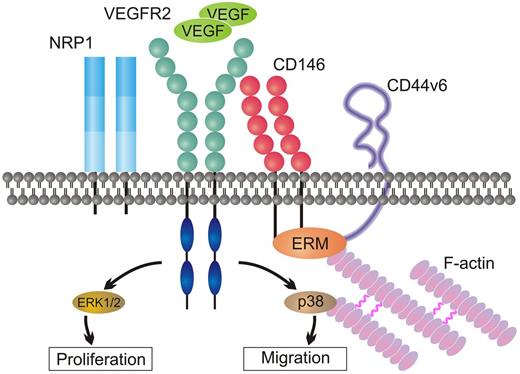 Vascular endothelial growth factor receptor 2 (VEGFR2) signalosome. Within the cell membrane, VEGFR2 is associated with several co-receptors such as neuropilin-1 (NRP1), CD146, and CD44v6, together representing the so-called VEGFR2 signalosome. Co-receptors enable efficient ligand binding to VEGFR2 by their extracellular domains. Furthermore, their cytoplasmic tail binds ezrin-radixin-moesin (ERM) proteins that recruit cytoskeletal elements that function as scaffold for VEGFR2 downstream mediators. Depending on the combination of VEGFR2 with its co-receptors, VEGFR2 may cause activation of diverging downstream signaling cascades resulting in discriminative biologic processes.