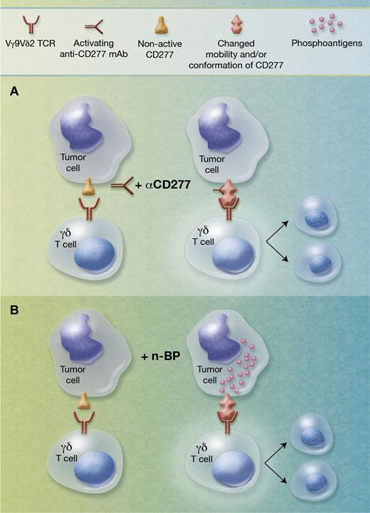 Role of CD277/butyrophilin-3A in triggering human γδ T-cell activation. (A) The ubiquitously expressed CD277 molecule is not recognized by the Vγ9Vδ2 T-cell receptor (left). Upon incubation with agonistic anti-CD277 mAbs, changes (mobility and/or conformation) are induced in the CD277 molecule such that Vγ9Vδ2 T cells are activated in a T-cell receptor–dependent manner (right). (B) Some tumor cells are poorly recognized by Vγ9Vδ2 T cells (left). Upon treatment with aminobisphosphonates (n-BP), increased levels of phosphoantigens are produced that induce changes in the membrane mobility of CD277 molecules leading to activation of Vγ9Vδ2 T cells (right). Professional illustration by Alice Y. Chen.
