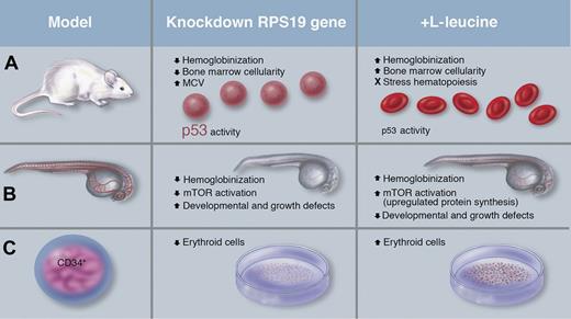 Key findings in 3 systems of inducible knockdown of the Rps19 gene. (A) The doxycycline-inducible mouse described by Jaako et al exhibited reduced hemoglobinization, an increase in mean corpuscular volume (MCV), decreased RBC counts, a decrease in bone marrow cellularity, and evidence of increased p53 activity. Simultaneous administration of L-leucine and doxycycline induction of Rps19 knockdown improved these symptoms. (B) Payne et al relied on morpholino-injected zebrafish embryos that displayed reduced hemoglobin and mTOR activation, alongside defects in development and growth, which were partially ameliorated with leucine treatment. (C) Knockdown of RPS19 in human CD34+ cells by Payne et al resulted in differentiation of fewer erythroid cells. In vitro culture with L-leucine resulted in gains in erythroid cell numbers. Professional illustration by Marie Dauenheimer.