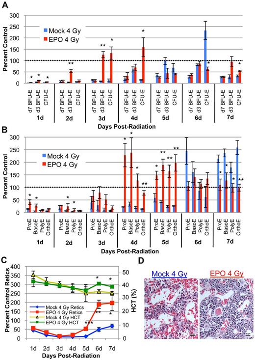 Figure 3. Exogenous EPO is sufficient to initiate late-stage erythroid progenitor expansion and accelerate erythroid recovery after sublethal irradiation. (A) Erythroid progenitor recovery kinetics in the bone marrow ± intraperitoneal injection of 1000 IU/kg EPO at 1 hour post–4 Gy TBI. Recovery of d3 BFU-E is advanced by 2 to 3 days in EPO-injected mice (red bars) compared with mock-treated mice (blue bars) and leads to accelerated CFU-E recovery. (B) Erythroid bone marrow precursor recovery kinetics ± IP EPO injection at 1 hour after TBI. Erythroid precursors in EPO-injected mice (red bars) undergo a wave of recovery 2 to 3 days sooner than mock-treated mice (blue bars) with kinetics that mirror endogenous recovery. Erythroid progenitors and precursors are normalized per femur and expressed as a percent of unirradiated control marrow. (C) Circulating red cell recovery ± EPO injection at 1 hour post–4 Gy TBI. Advanced reticulocyte recovery beginning at 5 days after radiation (red line) leads to partial HCT normalization by 6 days after TBI (green line) in EPO-treated mice. Reticulocytes are calculated as absolute reticulocyte index (% Retic × total RBC and Retic number × %HCT) and expressed as a percent of unirradiated control levels. RBC levels are expressed as percent HCT. Dotted lines represent unirradiated control levels. Error bars represent SEM of at least 3 experiments, and 3 or more independently assayed mice were used to determine each data point. Statistical analyses were performed using a 2-tailed Student t test, (*P < .05; **P < .01; ***P < .001; significantly different from 4 Gy TBI mock-treated mice at matched timepoints). (D) Representative histologic sections of bone marrow ± EPO 4 days post–4 Gy TBI (H&E; 20-micron bars). EPO treatment leads to increased cellularity and decreased vascular dilation compared with mock-treated samples. Images were captured with a Nikon Digital Sight Ds-Fi1 camera using Nikon NIS-Elements software on a Nikon Eclipse 80i upright microscope using a 20× objective.
