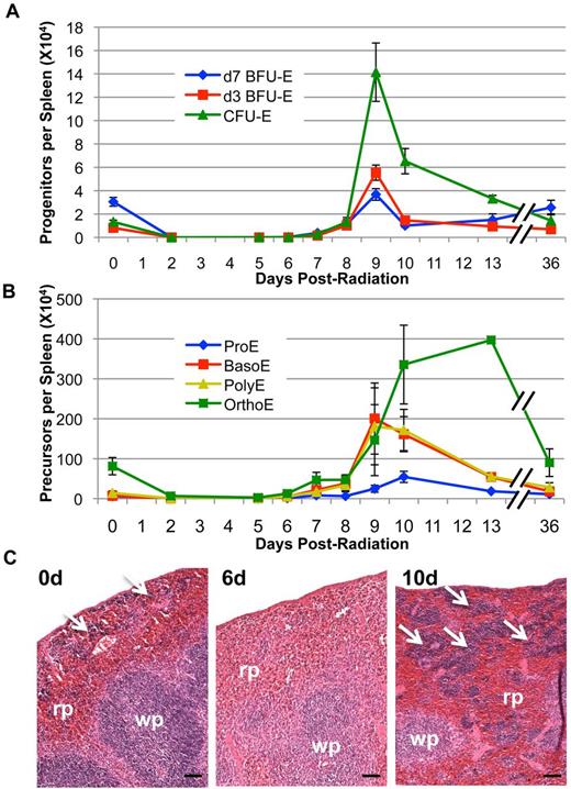 Figure 4. Splenic erythroid progenitor and precursor recovery post–4 Gy TBI. (A) Erythroid progenitor kinetics in the spleen post–4 Gy TBI. Splenic erythroid progenitor recovery does not begin until 7 to 8 days after radiation and peaks at 9 days after TBI. (B) Splenic erythroid precursor kinetics post–4 Gy TBI. Erythroid precursor recovery begins by 8 to 9 days in spleen and remains at high levels, especially in later precursors, at 13 days after TBI. Erythroid progenitors and precursors are expressed as the total number of each cell type per spleen. Error bars represent SEM of at least 3 experiments, and 3 or more independently assayed mice were used to determine each data point. (C) Representative sections of unirradiated spleen and spleen at 6 and 10 days post–4 Gy TBI (H&E staining; 50-micron bars). The low level of steady-state erythropoiesis in spleen is rapidly lost and remains absent at 6 days after radiation; robust erythropoiesis occurs exclusively in the red pulp by 10 days post–4 Gy TBI. White arrows represent areas of erythroid activity in the spleen; rp indicates red pulp; and wp, white pulp. Images were captured with a Nikon Digital Sight Ds-Fi1 camera using Nikon NIS-Elements software on a Nikon Eclipse 80i upright microscope using a 10× objective.