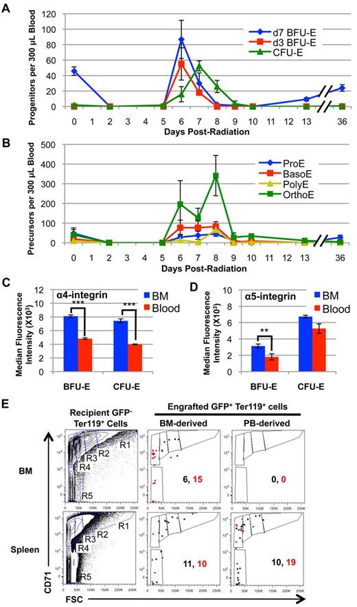 Figure 6. A transient wave of erythroid progenitors circulates in the bloodstream at 6 to 8 days post–4 Gy TBI and selectively engrafts spleen. (A) Erythroid progenitor kinetics in the peripheral blood post–4 Gy TBI. Erythroid progenitors (predominantly d7 BFU-E) are completely lost from the bloodstream after irradiation. A transient wave of erythroid progenitors emerges into the bloodstream between 6 and 8 days after radiation. (B) Erythroid precursor kinetics in the peripheral blood post–4 Gy TBI. Erythroid precursors are also lost after irradiation and transiently emerge into the bloodstream at 6 to 9 days after radiation. Erythroid progenitors and precursors are expressed as the total number of each subpopulation per 300 μL whole blood. (C) Median fluorescence intensity of surface α4-integrin levels on BFU-E and CFU-E obtained from the bone marrow (BM; blue) and circulating blood (red) of mice at 6 days post–4 Gy TBI. α4-integrin levels are significantly decreased on both BFU-E and CFU-E in the bloodstream compared with bone marrow erythroid progenitors at 6 days after radiation. (D) Median fluorescence intensity of surface α5-integrin levels on BFU-E and CFU-E obtained from the bone marrow (BM; blue) and circulating blood (red) of mice at 6 days post–4 Gy TBI. Error bars represent SEM of 3 or more independently assayed mice for each data point. Statistical analyses were performed using a 2-tailed Student t test (**P < .01; ***P < .001; significantly different from 6 day post-TBI BM progenitors at matched time points). (E) Flow cytometric analysis of erythroid progenitor engraftment in irradiated recipient BM and spleen at 12 hours after intravenous injection of Sca1−CD16/32− lineage-depleted donor UBC-GFP hematopoietic progenitors from BM and peripheral blood (PB) isolated at 6 days post–4 Gy TBI. Progenitors from bone marrow of UBC-GFP mice at 6 days post–4 Gy TBI can successfully engraft and mature into the bone marrow and spleen of 6.5 day post-TBI recipient mice (center column). In contrast, progenitors isolated from the peripheral blood of UBC-GFP at 6 days post–4 Gy TBI selectively engraft the spleen of recipient mice (right column). GFP− Ter119+ recipient BM and spleen cells were used to gate subpopulations of maturing erythroblasts using CD71 and forward scatter characteristics18 (left column), with R1 representing the most immature and R5 the most mature erythroid subpopulations. Data are shown from 2 independent experiments (shown in black and red), with numbers of GFP+ Ter119+ donor cells present in recipient marrow and spleen per 2 × 106 cells analyzed.
