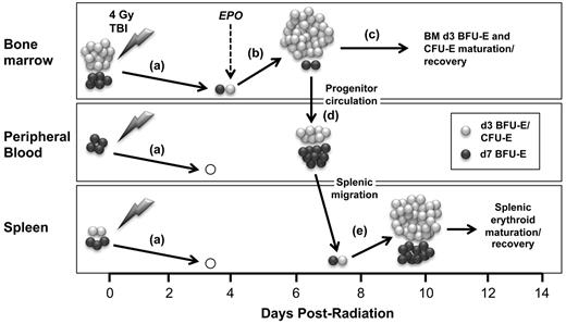 Figure 7. Model for EPO-induced endogenous recovery of the erythron after sublethal radiation stress centered on the expansion, maturation, and migration of bone marrow erythroid progenitors. (A) Sublethal (4 Gy) irradiation causes the near-total loss of erythroid progenitors and precursors in bone marrow, peripheral blood, and spleen leading to the gradual onset of anemia. (B) This anemia induces EPO, which causes the specific, rapid expansion of late-stage erythroid progenitors (d3 BFU-E and CFU-E) in the bone marrow. (C) d3 BFU-E and CFU-E mature into erythroblast precursors and circulating red cells to provide a rapid, short-term erythroid response to acute radiation stress. (D) Simultaneously, early and late-stage erythroid progenitors transiently circulate into the bloodstream. (E) The spleen is subsequently seeded by circulating erythroid progenitors and undergoes robust erythroid reconstitution to augment recovery of the erythron.