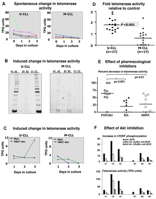 Figure 2. Spontaneous and BCR-induced changes in telomerase activity in CLL cases. Purified B cells from 6 U-CLL and 6 M-CLL cases were cultured without or with BCR stimulation. (A) Spontaneous decrease in telomerase activity within residual live cells at day 1, 2, and 3 of culture in U-CLL (left) and M-CLL (right) cases. (B) Telomerase activity assessed in cell extracts prepared from uncultured cells (A1 and A2), cells cultured in medium alone (B1 and B2), or cells cultured with HB57-dex for 3 days (C1 and C2). A1, B1, and C1 represent heat-treated internal controls for A2, B2, and C2, respectively. The representative autoradiograph on the left (U-CLL case) shows induction/retention of telomerase activity, whereas the M-CLL case on the right does not. (C) Change in telomerase activity over time, elicited by anti-IgM stimulation, in 1 representative case each. Stimulation using HB57-dex induces telomerase activity in U-CLL cases, but not in M-CLL cases. (D) Pooled data for fold increase in telomerase activity within HB57-dex cultures, relative to control in 17 U-CLL (left) and 17 M-CLL cases (right). U-CLL showed a significantly higher fold change in telomerase activity than M-CLL cases (P < .001). (E) Pharmacologic inhibition of telomerase activity induced by BCR stimuli: B cells from 10 U-CLL cases were subjected to pretreatment with inhibitors of PI3K/Akt, Erk, or p38MAP kinase and then activated using HB57-dex for 3 days. Cells were harvested and cell lysates subjected to quantification of telomerase activity. Data represent percent inhibition of the HB57-dex-mediated telomerase activity as elicited by the inhibitors. (F) Effect of preincubation with Akt-specific inhibitor on HB57-dex-induced hTERT phosphorylation (upper panel) in 3 U-CLL cases (U1, U2, and U3) and 3 M-CLL cases (M1, M2, and M3). The inhibitor exerts a dose-dependent effect on phosphorylation hTERT. Lower panel: Functional telomerase activity in parallel cultures.