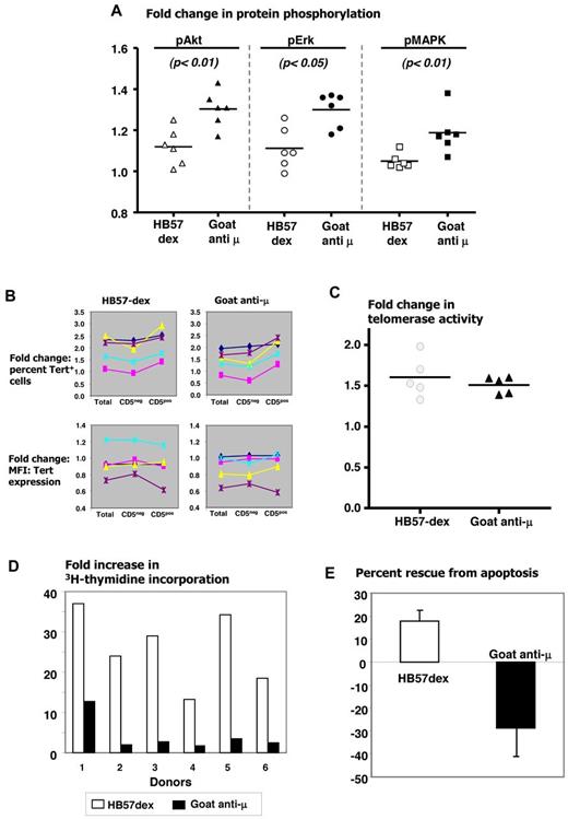 Figure 6. Anti-IgM–mediated outcomes in B cells from healthy donors. Comparison of efficacy of HB57-dex and goat anti-μ F(ab′)2 in eliciting protein phosphorylation of Akt, Erk, and p38 MAPK, in B cells from 6 elderly healthy donors. In each case, goat anti-μ elicited a stronger response. Differences were statistically significant as marked (A). Flow cytometric analysis of percentage of hTERT+ cells and density of hTERT expression in activated cells. B cells were cultured in the absence or presence of HB57-dex or goat anti-μ for 3 days. Comparison of fold change in percentage of hTERT+ cells indicates a higher positivity in CD5+ cells in 5 of 5 cases studied (B top panel). Each colored line connecting cell fractions indicates a single donor. Both anti-IgM agents elicited comparable changes in density of hTERT (B bottom panel). (C) Comparable induction of telomerase activity by both anti-IgM agents. (D) HB57-dex induced a significantly higher proliferative response in each of the 6 donors studied. (E) HB57-dex rescued cells from apoptosis, whereas goat anti-μ F(ab′)2 induced apoptosis in all cases studied (P < .001).