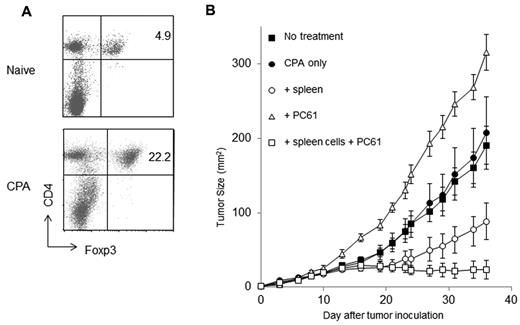 Figure 7. The depletion of cyclophosphamide-resistant Tregs augments antitumor immunity. (A) Mice were injected intraperitoneally with cyclophosphamide (5 mg/mouse). Twelve days later, LNs were harvested for FACS analysis. The percentage of Tregs was higher after cyclophosphamide treatment. (B) Mice were treated with cyclophosphamide. One day later, mice were reconstituted with naive spleen cells and then injected with 1 × 105 MCA205 tumor cells. Anti–CD25 mAb were also administered to these mice to inhibit Tregs. Treg depletion in reconstituted cyclophosphamide-treated mice that received naive spleen cells significantly inhibited skin tumor progression.