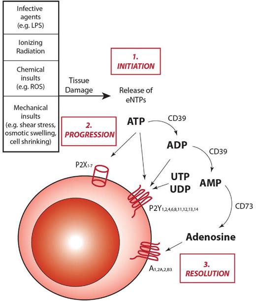 Figure 1. The role of extracellular ATP and purinergic signaling in inflammation. On insults inducing cell damage and stress, cells can release into the extracellular environment nucleotides, such as ATP. Once released, ATP can take part in all the different steps of inflammatory responses. 1. Initiation: after being secreted into the pericellular environment, ATP can act as a danger signal and alert the immune system, thus helping initiate the inflammatory response. 2. Progression: ATP can bind to P2 receptors exposed on the cell membrane of target cells and induce granulocyte and macrophage chemotactic attraction toward the inflammatory focus, as well as activation of antigen-presenting cells. These responses induce the activation of both the innate and the adaptive branches of the immune system, leading to the amplification of the inflammatory response. 3. Resolution: under physiologic conditions, inflammatory responses need to be restrained from self-amplifying without control. To protect tissues from extended damages, anti-inflammatory responses are activated. With specific regard to purinergic signaling, CD39 and CD73 endonucleosidases concur to down-regulate inflammation by hydrolyzing ATP in adenosine, with a double effect: prevent ATP from further activate P2R signaling and increase adenosine concentration, which activates anti-inflammatory responses by binding to P1 receptors.