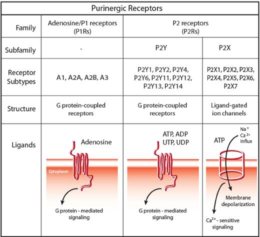 Figure 2. The family of purinergic receptors: classification, structure, and signaling pathway. The family of purinergic receptors comprises 2 major groups of membrane receptors: adenosine-activated P1 receptors (P1Rs) and nucleotide-activated P2 receptors (P2Rs). Based on pharmacologic profile and molecular structure, 2 subfamilies have been identified within P2Rs, namely, P2XRs and P2YRs. P2XRs (composing 7 subtypes, P2X1R through P2X7R) are trimeric ATP-gated plasma membrane channels, whereas P2YRs are classic G protein-coupled receptors. Based on their ligand selectivity, P2YRs are further subdivided in subtypes preferentially responding to ATP (human and rodent P2Y1R, and human P2Y11R), to ADP (P2Y12R and P2Y13R), uridine-5′-phosphate (UTP) and UDP (human P2Y4R and P2Y6R), and ATP and UTP (human and rodent P2Y2R and rodent P2Y4R), whereas human P2Y14R binds sugar-linked nucleotides, such as UDP-glucose and UDP-galactose. Two different signaling cascades are associated with P2YRs: some subtypes mainly couple to Gq proteins (P2Y1R, P2Y2R, P2Y4R, P2Y6R, and P2Y11R), whereas others preferentially couple to Gi proteins (P2Y11R, P2Y12R, P2Y13R, and P2Y14R), with P2Y11R activating both molecular pathways.
