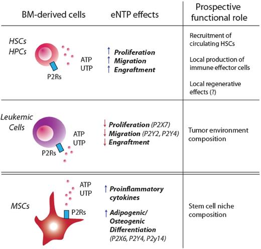 Figure 3. Purinergic signaling in BM-derived HPSCs, leukemic cells, and BM-derived MSCs. Recent findings suggest that purinergic signaling may affect HSCs at 2 different levels: by directly binding P2Rs on HPSCs or by targeting cells that are part of the HSC niche (such as MSCs). This figure summarizes how eNTPs directly modulate proliferation, migration, and engraftment in HPSCs and leukemic stem cells. BM-derived MSCs are also a target for eNTPs: activation of purinergic signaling in these cells has been shown to enhance their adipogenic/osteogenic differentiation, as well as the release of proinflammatory cytokines.