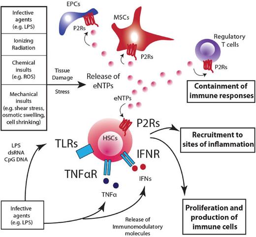 Figure 4. Extracellular nucleotides: pleiotropic players in the maintenance of homeostasis. A prospective overview of the role played by eNTPs in modulating responses to danger and how purinergic pathway integrates with immunomodulatory responses. Several insults can contribute to subvert the homeostatic condition in the hematopoietic system. Infective agents, ionizing radiations, chemical insults, and mechanical stress contribute to the release of nucleotides into the extracellular environment and the engagement of P2Rs on target cells (HSCs, regulatory T cells, MSCs, and endothelial progenitor cells), where eNTPs can cooperate in containing damage at different levels: (1) stimulate HSC proliferation and the subsequent production of immune effectors that will invigorate defense mechanisms; (2) attract HSCs, in synergy with other chemokines (eg, CXCL12), toward sites of inflammation and infection to activate tissue repair; and (3) contain detrimental effects of prolonged inflammation and immune responses acting on mature immune cells (eg, regulatory T cells). The net result of such a widespread effect on the hematopoietic system is aimed at damage containment and return to homeostatic conditions. EPC indicates endothelial progenitor cells.