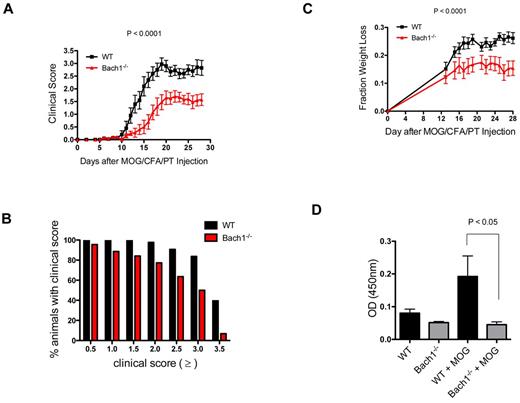 Figure 1. Bach1-deficient mice exhibit decreased severity in the autoimmune disease model EAE. WT-type or Bach1−/− mice were immunized subcutaneously with MOG35-55 emulsified in CFA and injected with PT. (A) Bach1−/− mice had decreased severity of paralysis in the EAE model. After induction of EAE, clinical disease scores were measured. One of 3 independent experiments is shown; each experiment contained ≥ 7 animals per genotype. Two-way ANOVA was used for P value. (B) Bach1−/− mice were protected from severe paralysis after EAE induction. The graph shows the percentage of animals that reach the corresponding clinical score. The data were generated with > 40 WT animals and Bach1−/− animals. (C) Bach1−/− mice were less sick after EAE induction. The weights of the mice were taken at the indicated times after EAE induction and expressed as fraction weight loss. Two-way ANOVA, P < .001 (WT N = 28; Bach1−/− N = 29). (D) Bach1−/− animals produced lower amount of IgG antibodies against MOG35-55. Serum from mice (N = 10) before and 2 weeks after EAE induction were subjected to ELISA analysis to quantify the relative amount of MOG35-55–specific antibody produced, expressed as OD450 nm in the plot. All graphs are represented with SEM.