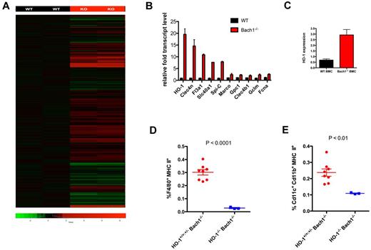 Figure 6. HO-1 ablation exacerbates impaired APC development in Bach1−/− mice. (A) RNA from WT and Bach1−/− BMMs were harvested and reverse transcribed, and cDNA was subjected for microarray analyses. Genes highlighted in red or green represent those up- or down-regulated, respectively, in Bach1−/− BMMs. See also supplemental Figure 3. (B) Quantitative PCR analyses to verify Bach1 target genes identified in the microarrays. WT and Bach1−/− BMMs were harvested for gene analyses. Relative transcript levels were normalized to the house keeping gene Rpl19. (C) Bach1 regulates HO-1 in BM cells. Transcript level of HO-1 was assessed from samples harvested from WT and Bach1−/− BMCs from 3 separate animals. (D-E) BM cells were isolated from mice of the indicated genotype and subjected to flow cytometric analyses to measure the percentage of (D) macrophages and (E) DCs. Each dot represents an individual animal. Red graph contains 3 HO-1+/+Bach1−/− and 5 HO-1+/−Bach1−/− mice. Blue represents 3 HO-1+/−Bach1−/− mice. All graphs are plotted with SEM. The horizontal bars on each graph represents the average percentage.