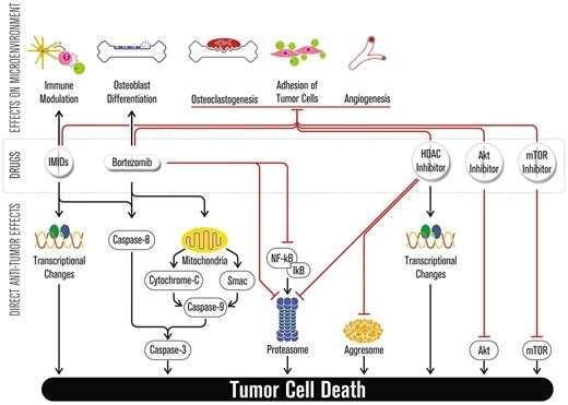 Figure 5. Novel agents in plasma cell leukemia. Immunomodulatory drugs, bortezomib, and next-generation novel agents have direct antitumor effects but also affect the BM microenvironment (ie, down-regulation of adhesion molecules, reduction of osteoclastogenesis, promotion of new bone formation, inhibition of angiogenesis, and stimulation of immune effector cells).