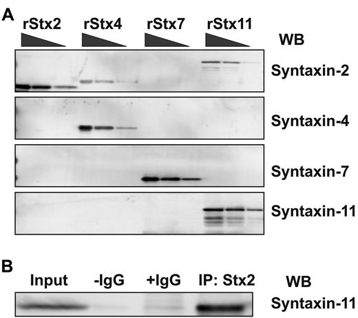 Figure 3. Syntaxin-11 is recognized by the syntaxin-2 polyclonal Ab. (A) Increasing amounts (2.5, 10, and 20 ng) of recombinant His6-tagged cytosolic domain of human syntaxin-2 (rStx2, lanes 1-3), human syntaxin-4 (rStx4, lanes 4-6), human syntaxin-7 (rStx7, lanes 7-9), and GST-tagged human syntaxin-11 (rStx11, lanes 10-12) were separated by SDS-PAGE and probed by Western blotting with the indicated Abs. (B) Human platelet extract was incubated with syntaxin-2–conjugated Sepharose beads. The specific bound proteins were eluted and subjected to Western blotting using anti–syntaxin-11 Ab. No Ab (−IgG) and nonspecific IgG (+IgG) controls were included.