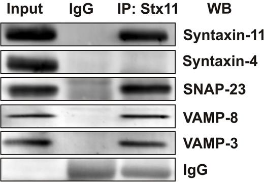 Figure 6. Syntaxin-11 is associated with functionally relevant platelet SNAREs. Platelet extracts (Input) from resting human platelets were prepared by solubilization with 1% Triton X-100. After clarification, platelet extracts were incubated with syntaxin-11 polyclonal Ab or IgG control for 3 hours at 4°C. Immune complexes were recovered with protein A Sepharose. The bound proteins were eluted and separated by SDS-PAGE, followed by Western blotting with the indicated Abs.