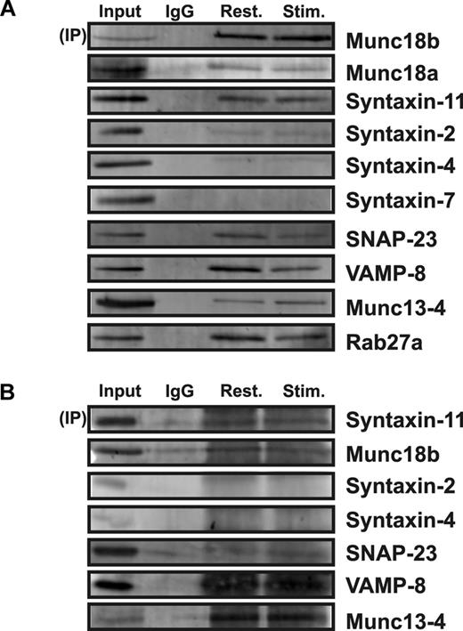 Figure 5. Munc18b associates with syntaxin-11 and with other SNARE proteins. Extracts from resting or stimulated platelets were prepared with 2% n-octyl β-glucopyranoside for immunoprecipitation (IP) with rabbit anti-Munc18b antibodies (A) or 0.5% Triton-X100 for IP with rabbit anti–syntaxin-11 antibodies (B). IgG was used as a specificity control (A and B) and the immune-complexes were recovered with protein A-Sepharose beads. The bound complexes were then analyzed by Western blotting by the use of antibodies to the indicated proteins.