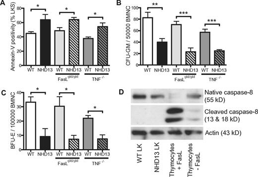 Figure 2. The apoptosis in NHD13 progenitors is not mediated by the death receptor pathway. (A) Proportions of annexin-V–positive LKS cells assessed by FACS (n = 3 of each geneotype). (B) CFU-GM and (C) BFU-E numbers in WT and NHD13 BM on WT, FasLgld/gld or TNF−/− backgrounds (n = 3 of each genotype). (D) Western blot showing the presence of native and cleaved (active) caspase 8 in WT LK cells, NHD13 LK cells, WT thymocytes treated with or without FasL. Actin is shown as a loading control. All experiments performed using 3-month-old mice. Error bars represent the SEM (*P < .05; ***P < .001).