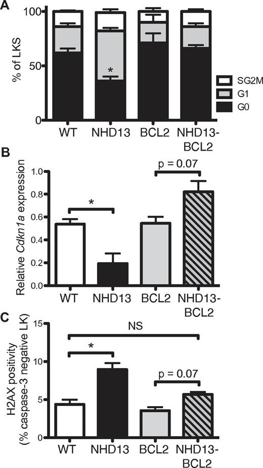 Figure 6. BCL2 restores cell-cycle quiescence and limits DNA damage in NHD13 progenitors. (A) Cell-cycle distribution (G0, G1, and combined S/G2/M) of LKS cells from WT (n = 6), NHD13 (n = 4), BCL2 (n = 5), and NHD13/BCL2 (n = 5) mice (* indicates G0 P < .05 difference from WT). (B) Cdkn1a mRNA expression in LK cells from 3 mice of each genotype. (C) FACS quantification of γH2AX levels in nonapoptotic (caspase-3–negative) LK cells from 3 mice of each genotype (NS indicates P > .05; *P < .05).