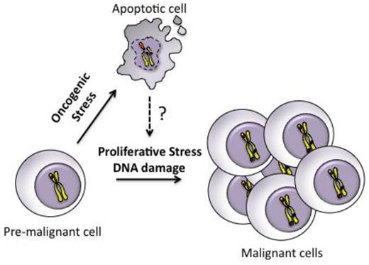 Figure 7. Model of how apoptosis can promote malignant transformation of premalignant cells. Premalignant cells harboring a single oncogenic lesion undergo apoptosis triggered by oncogenic stress. Apoptosis promotes proliferative stress and DNA damage through unknown mechanisms, which leads to genomic instability and accumulation of additional genetic events necessary for progression to an aggressive malignancy.