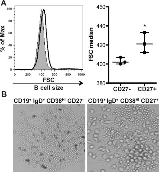Figure 2. CD27+ B cells in patients with cGVHD are enlarged compared to CD27− B cells. (A) Cell size analyzed by forward scatter (FSC) of CD27− and CD27+ B-cell subsets from patients with cGVHD incubated in complete media for 24 hours. Left: Histograms show CD27− B cells (shaded area, thin line) and CD27+ (open area, bold line) from a patient with active cGVHD. Right: Median of FSC quantified in CD27− and CD27+ B cells from patients with active cGVHD. Data are median ± range from a single experiment; n = 3. *P = .042 (unpaired 2-tailed t test). (B) Imaging by light microscopy of IgD+ CD38Hi CD27− B cells and IgD+ CD38Hi CD27+ B cells from a patient with cGVHD incubated for 24 hours. Original magnification ×40.