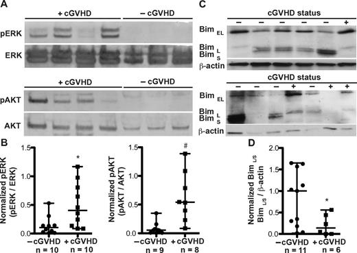 Figure 6. Patients with cGVHD have increased B-cell signaling associated with metabolic activation and survival. (A) Phosphorylation of ERK (pERK at Thr 202 and Thr 204) and AKT (pAKT at S473) measured by immunoblot analysis of peripheral B cells from patients with cGVHD (+cGVHD) and without cGVHD (−cGVHD). Expression was controlled by reprobing with the respective nonphosphospecific protein. (B) Normalized B-cell expression of phosphorylated ERK (left) and phosphorylated AKT (right) in patients without cGVHD (−cGVHD) and with cGVHD (+cGVHD). Data are median ± range, pooled from 5 independent experiments. −cGVHD, n = 9 or 10. +cGVHD, n = 8-10. *P = .021 (unpaired 2-tailed t test with Satterthwaite correction). #P = .009 (unpaired 2-tailed t test with Satterthwaite correction). (C) Isoforms of Bim (Bim EL, Bim L, and Bim S) analyzed by immunoblot analysis of peripheral B cells from patients without cGVHD (−cGVHD) and with cGVHD (+cGVHD). Expression was controlled by reprobing for β-actin. (D) Normalized B-cell expression of the long and short isoforms of Bim in patients without cGVHD (−cGVHD) and with cGVHD (+cGVHD). Data are median ± range from 3 independent experiments. −cGVHD, n = 11. +cGVHD, n = 6. *P = .017 (unpaired 2-tailed t test with Satterthwaite correction).