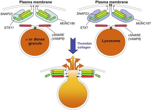 SNARE-dependent fusion of platelet granules with the plasma membrane. Top panels depict α granules or dense granules (left) or lysosomes (right) in resting platelets. The vSNARE VAMP8 is present on the cytosolic surface of each of the granules. At the plasma membrane, a tSNARE complex consisting of SNAP23 bound to either syntaxin 11 (STX11; left) or another STX (right) is held in a conformationally active state by the SM protein MUNC18b (left) or another MUNC variant (right). On platelet stimulation by agonists such as thrombin or collagen, the granules fuse with the plasma membrane by engagement of the vSNARE and tSNARE to form a 4-helix bundle. The contents of the granules are then released to the extracellular space.