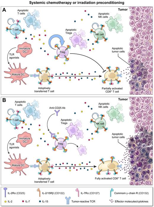 Depletion of stubborn Tregs surviving lymphodepletion augments adoptive T-cell therapy (ACT). (A) Systemic chemo- or radiation therapy before ACT enhances the function of adoptively transferred T cells by removing cellular “sinks” for homeostatic cytokines, reducing the number of regulatory T cells (Tregs), and activating host dendritic cells by triggering the release of endogenous Toll-like receptor (TLR) agonists through mucosal injury. However, surviving Tregs undergo robust homeostatic expansion limiting the full antitumor potential of transferred T cells. (B) Concurrent depletion of these “stubborn” Tregs using antibodies targeting CD25, the IL-2Rα chain, unleashes transferred T-cell function providing for optimal tumor regression.